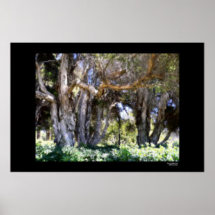 Poster Trees in Balboa Park