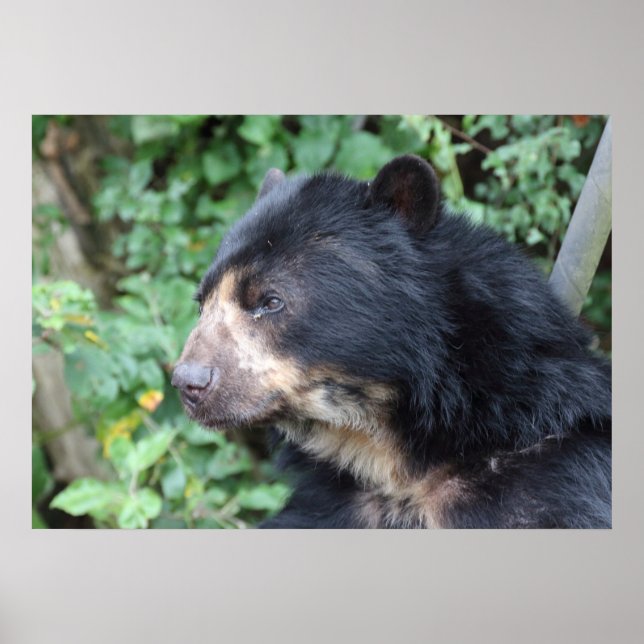 Poster Tremarctos ornatus (Devant)