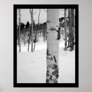 Poster Tremble d'hiver du Colorado