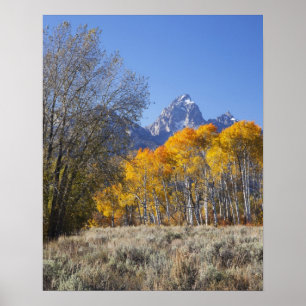 Poster Trembles avec la chaîne de montagnes Teton