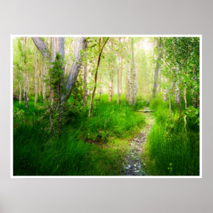 Poster Trembles et herbes luxuriantes au lac Convict Phot