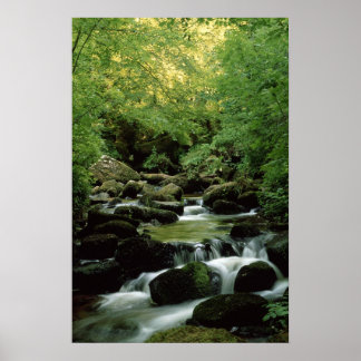 Poster très spécial Woodland Stream.
