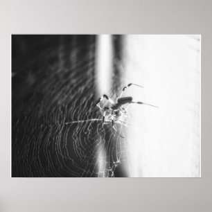 Poster Tressage à l'araignée mignonne Cadeau de Spider
