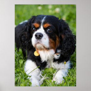 Poster Tri Couleur Cavalier King Charles Spaniel Chien