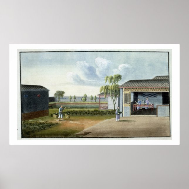 Poster Tri du thé (avec/c sur papier) (Devant)