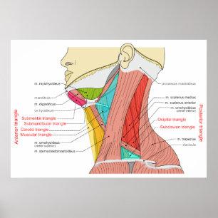 Poster Triangles antérieurs et postérieurs des muscles du