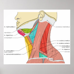 Poster Triangles of the Neck Muscles Anatomical Diagram