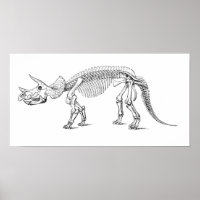 Tricératops Skeleton