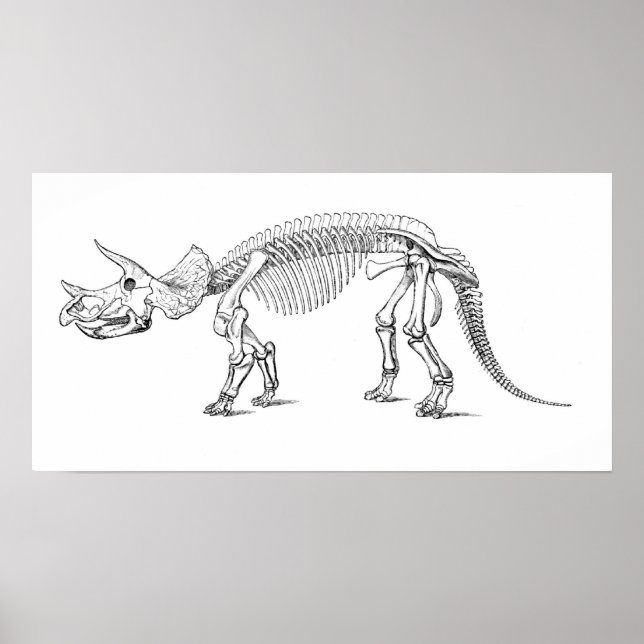 Poster Tricératops Skeleton (Devant)