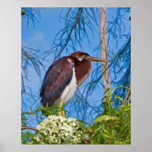 Poster Tricolored Heron in a Tree
