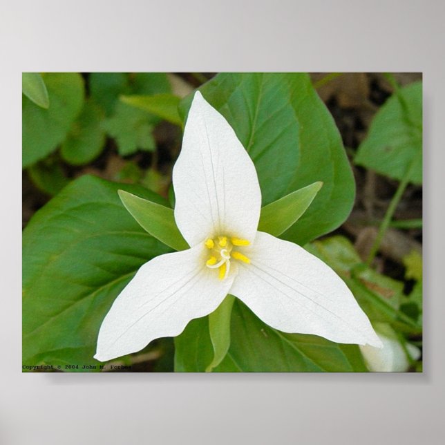 Poster Trillium (Devant)