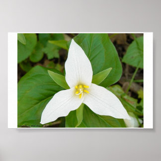 Poster Trillium