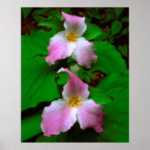 Poster Trillium Fleur sauvage