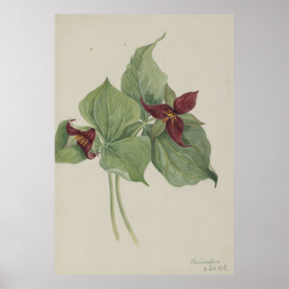 Poster Trillium rouge (Trillium erectum)