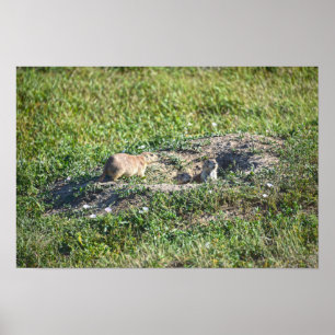 Poster Trio de chiens de prairie, parc national des Badla