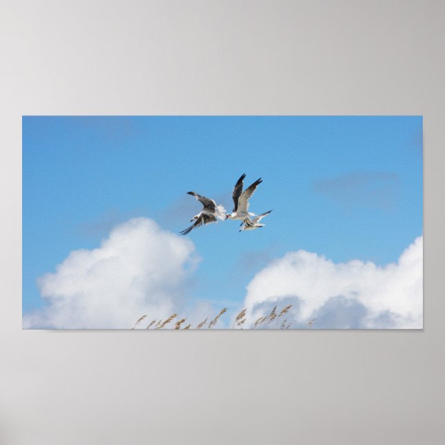 Poster Trio de goélands 5 (Devant)