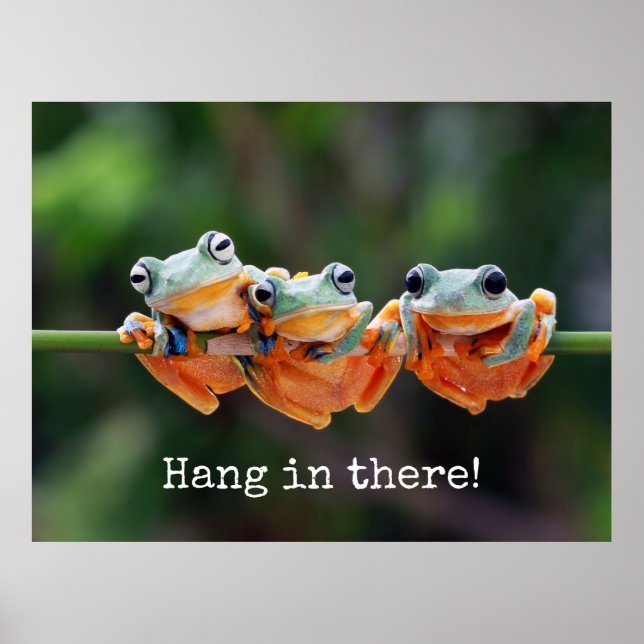 Poster Trio de grenouilles d'arbre - Accrochez-vous là (Devant)