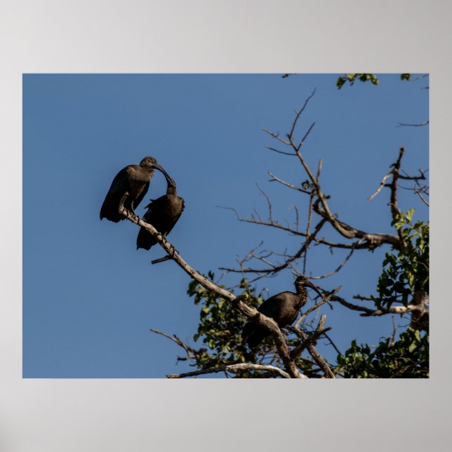 Poster Trio de Hamerkops dans la Canopée (Devant)