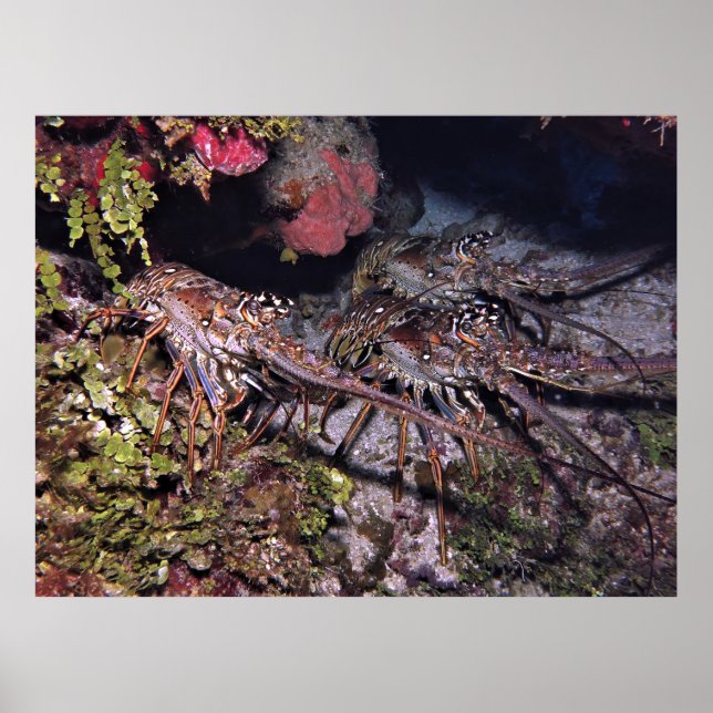 Poster Trio de homard (Devant)