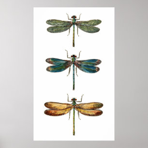 Poster Trio de libellule