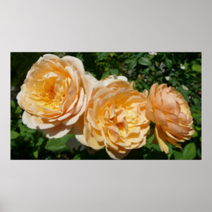 Poster Trio de Pêche Rose Floral
