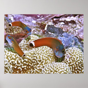Poster Trio des blés à tôle