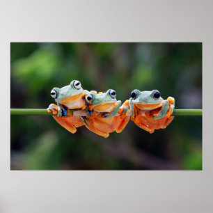 Poster Trio des grenouilles arborescentes