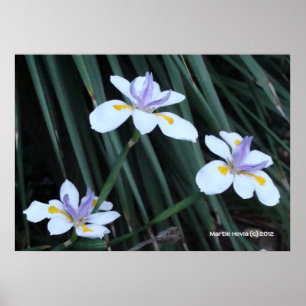 Poster Trio Papillon Iris