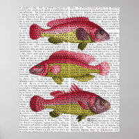 Trio poisson Imaginaire rouge et jaune
