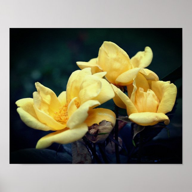 Poster Trio rose jaune (Devant)