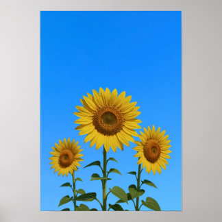 Poster Trio tournesols