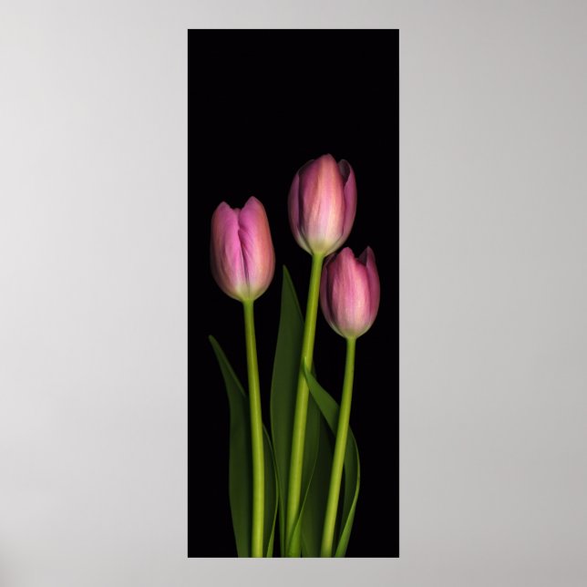 Poster Trio Tulip rose (Devant)