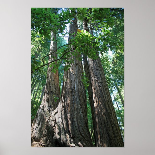 Poster "Tripletrees", Muir Woods (Devant)