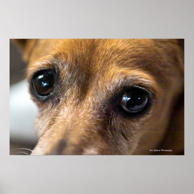 Poster Tristes yeux (Devant)