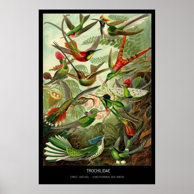 Poster Trochilidae - Plaque 99 - Kunstformen der Natur (Devant)