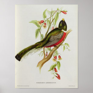 Poster Trogon Ambiguus