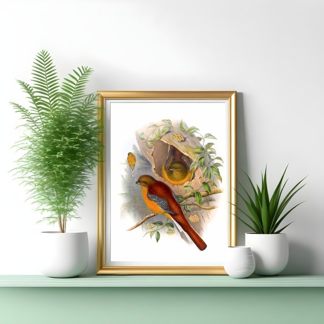 Poster Trogon de montagne (Créateur téléchargé)