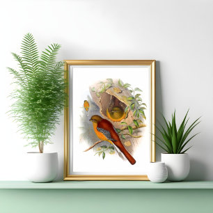 Poster Trogon des montagnes 