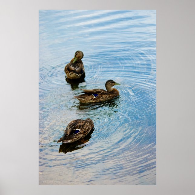 Poster Trois (Devant)