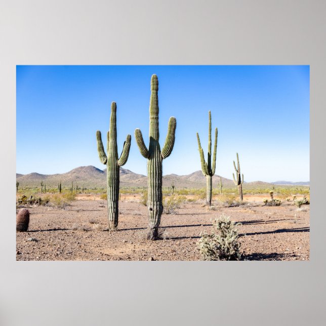Poster Trois Amigo Saguaros (Devant)