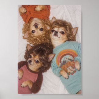 Poster Trois amis Chihuahuas avec une grande coiffure des