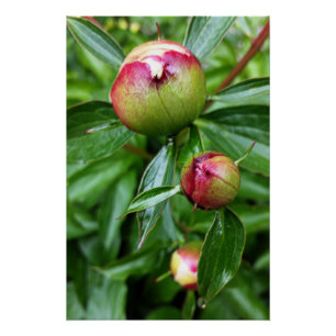 Poster Trois bourgeons de pivoine