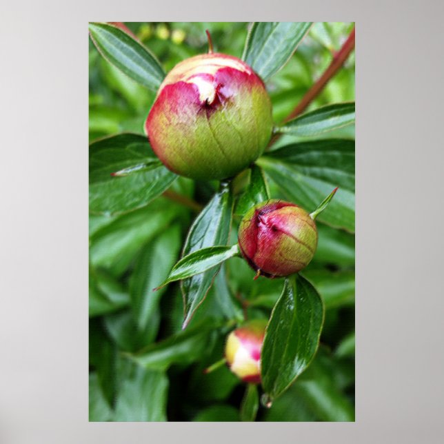Poster Trois boutons de pivoine (Devant)