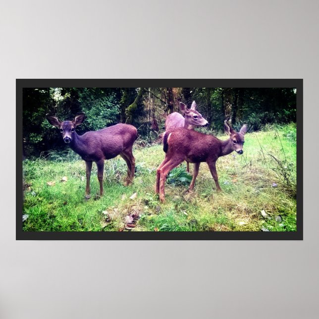 Poster Trois Cerfs-Bébés amicaux (Devant)