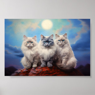 Poster Trois chats Ragdoll