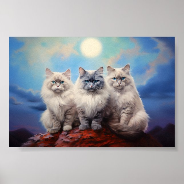 Poster Trois chats Ragdoll (Devant)