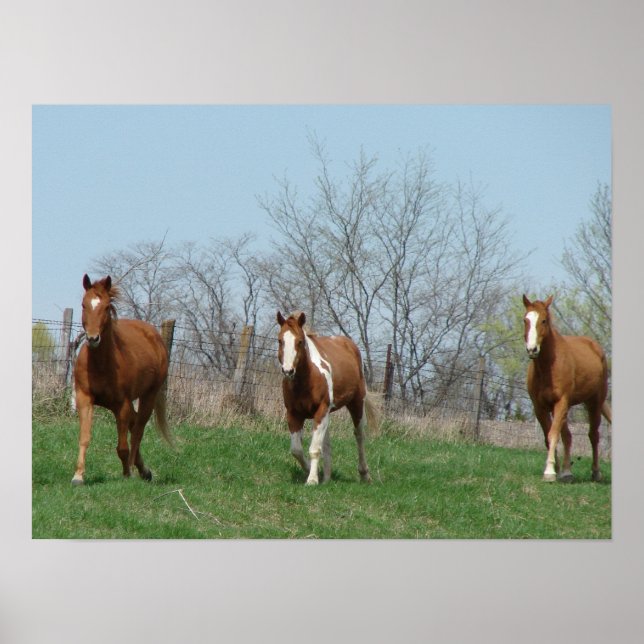 Poster Trois chevaux (Devant)