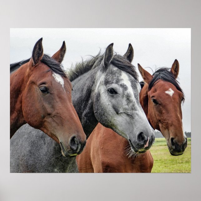 Poster Trois chevaux (Devant)