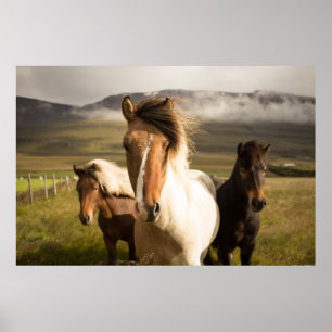 POSTER TROIS CHEVAUX COULEUR COULEUR COULEUR COULEUR COUL