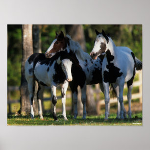 Poster Trois Chevaux De Peinture Se Trouvent Ensemble